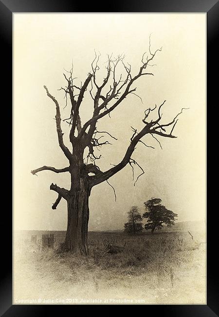 Ye Olde Tree Framed Print by Julie Coe