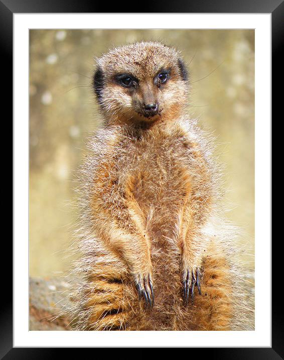 Soaking up the Sun Framed Mounted Print by Rob Parsons