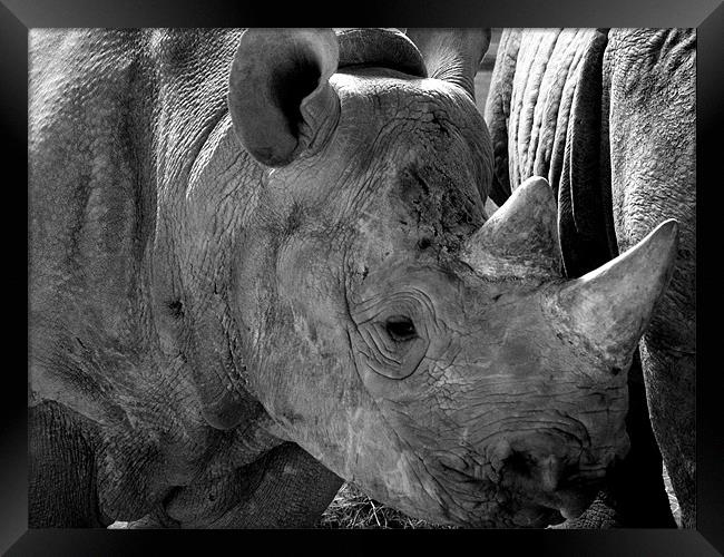 Baby Rhino Framed Print by Rob Parsons