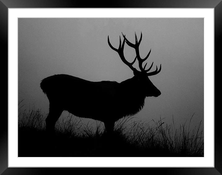 Stag silhouette Framed Mounted Print by Linsey Williams