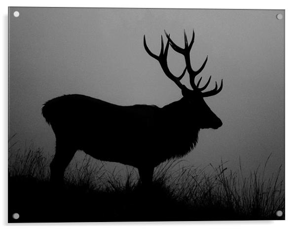 Stag silhouette Acrylic by Linsey Williams