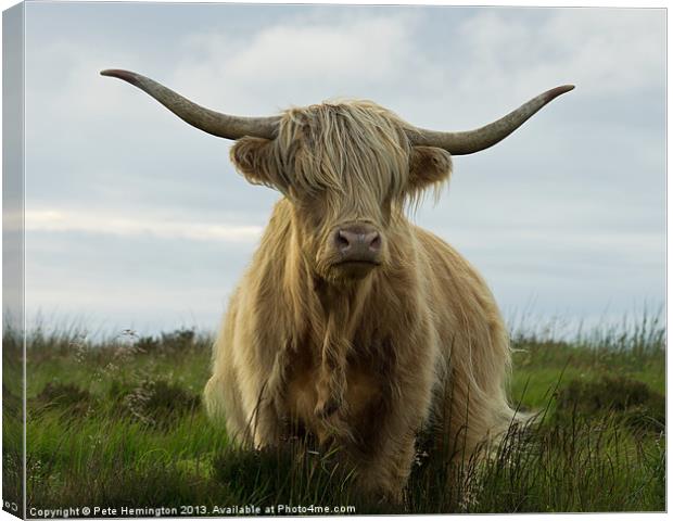 Highland cow, Exmoor Canvas Print by Pete Hemington