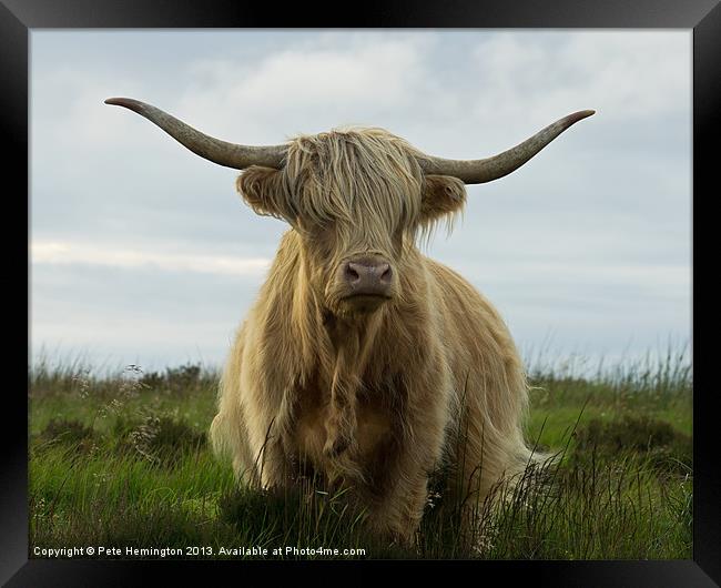 Highland cow, Exmoor Framed Print by Pete Hemington