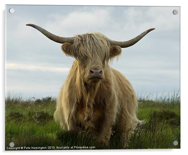 Highland cow, Exmoor Acrylic by Pete Hemington