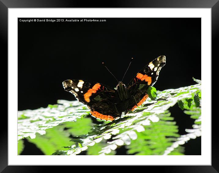 Admiral Butterfly Framed Mounted Print by David Bridge