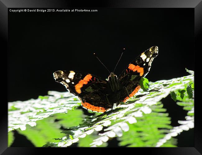 Admiral Butterfly Framed Print by David Bridge