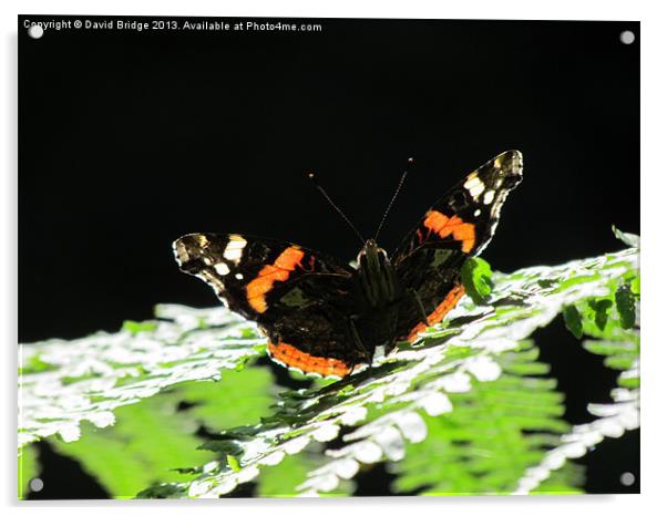 Admiral Butterfly Acrylic by David Bridge