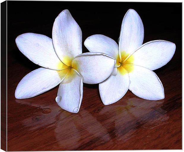 Gorgious White Flowers Canvas Print by james balzano, jr.