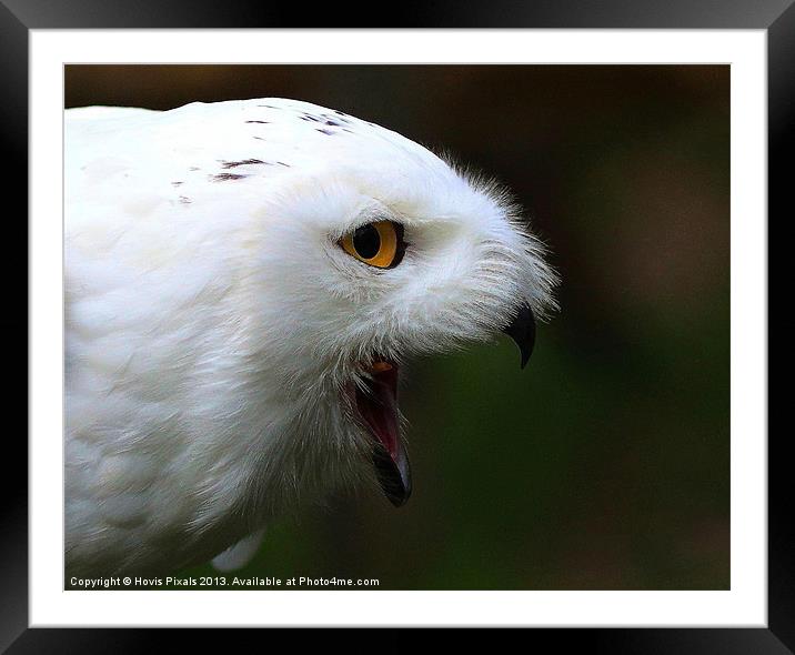 Snowy Owl Framed Mounted Print by Dave Burden