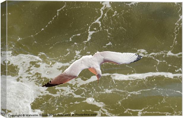 Gliding Seagull Canvas Print by Malcolm Snook