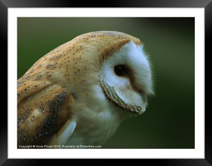 Ollie Owl Framed Mounted Print by Dave Burden