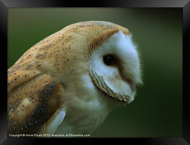 Ollie Owl Framed Print by Dave Burden