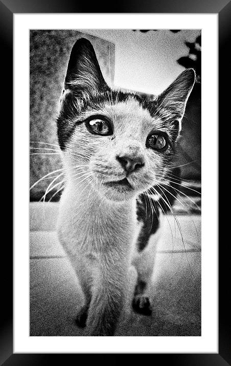 feline curiosity Framed Mounted Print by meirion matthias