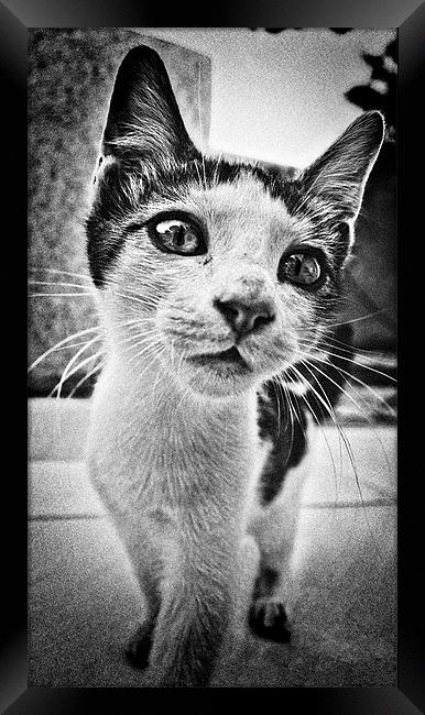 feline curiosity Framed Print by meirion matthias