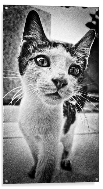 feline curiosity Acrylic by meirion matthias