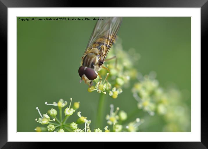 Syrphid Fly Framed Mounted Print by Joanna Kulawiak