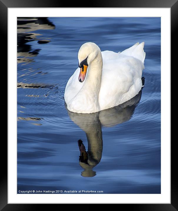 Reflective Swan Framed Mounted Print by John Hastings