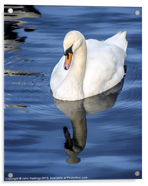 Reflective Swan Acrylic by John Hastings