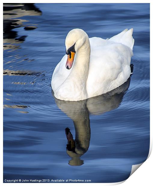 Reflective Swan Print by John Hastings