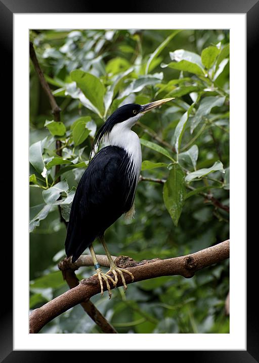 Pied Heron Framed Mounted Print by Graham Palmer