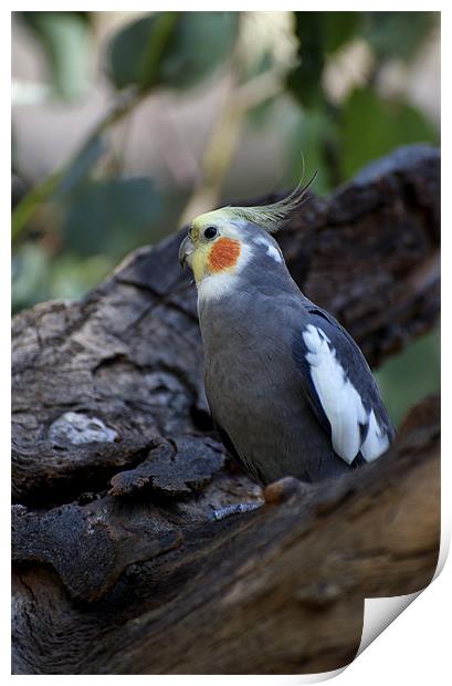 Cockatiel Print by Graham Palmer