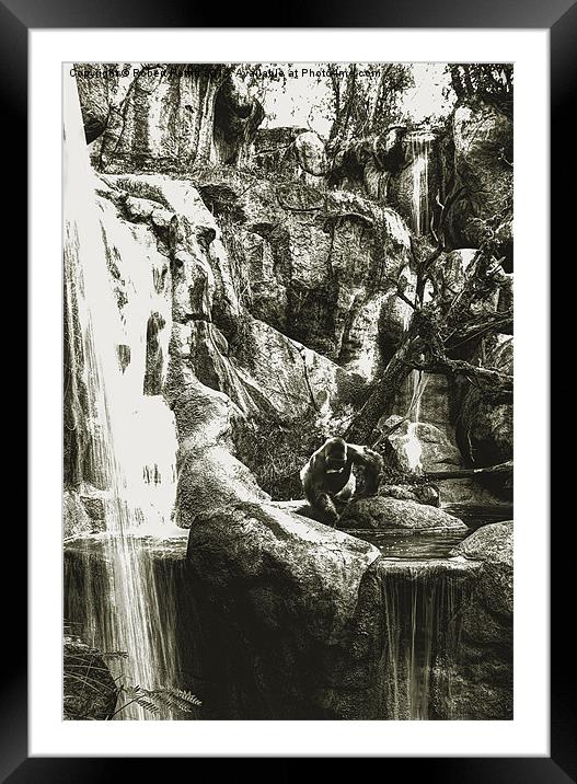 Gorilla and Waterfall Framed Mounted Print by Robert Pettitt