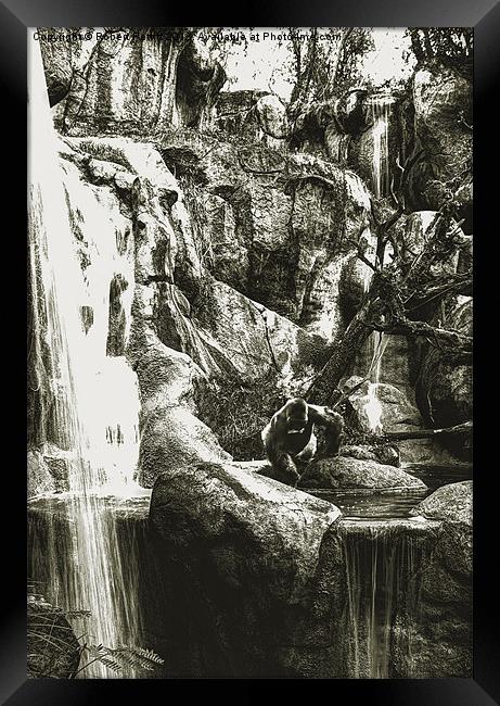 Gorilla and Waterfall Framed Print by Robert Pettitt