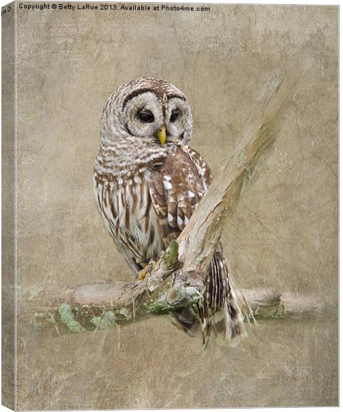 Barred Owl Portrait Canvas Print by Betty LaRue