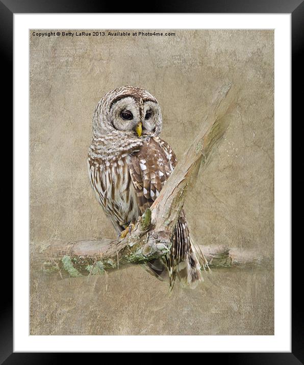 Barred Owl Portrait Framed Mounted Print by Betty LaRue