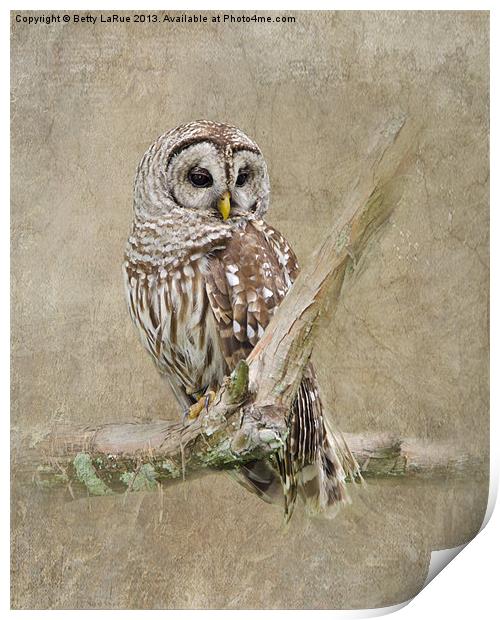 Barred Owl Portrait Print by Betty LaRue