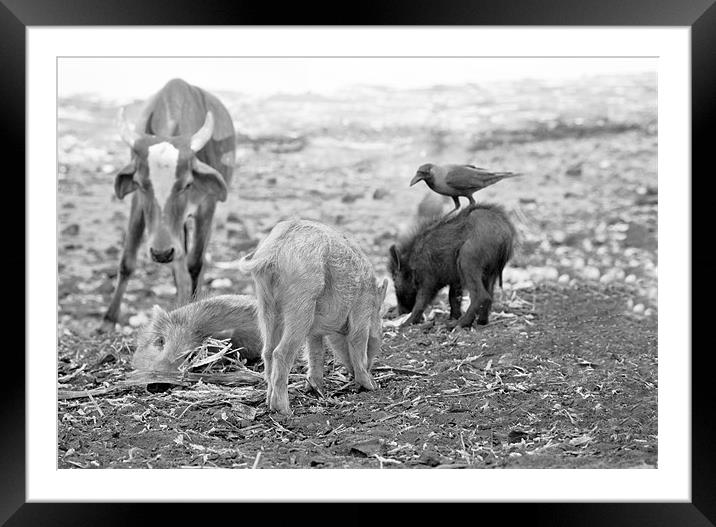 The cow the crow and piglets feeding Framed Mounted Print by Arfabita  