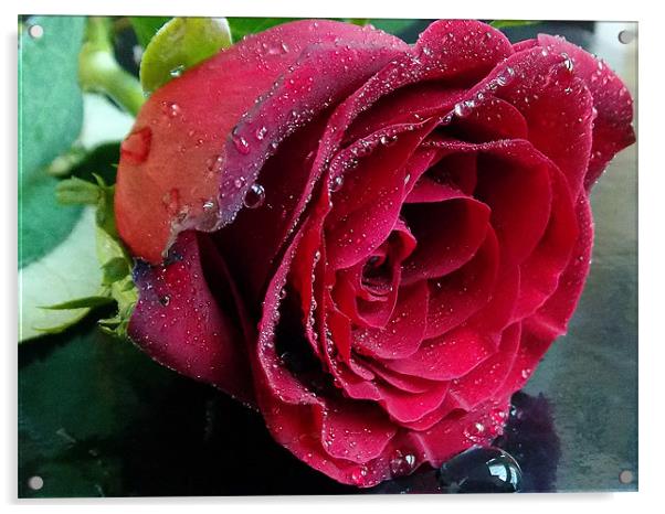 845-red rose Acrylic by elvira ladocki
