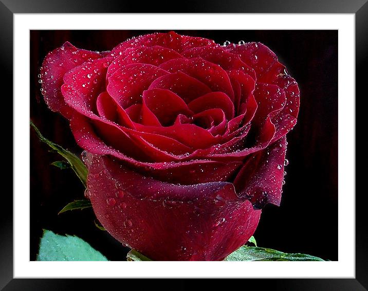 849-red rose Framed Mounted Print by elvira ladocki