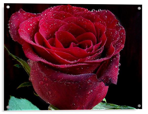 849-red rose Acrylic by elvira ladocki
