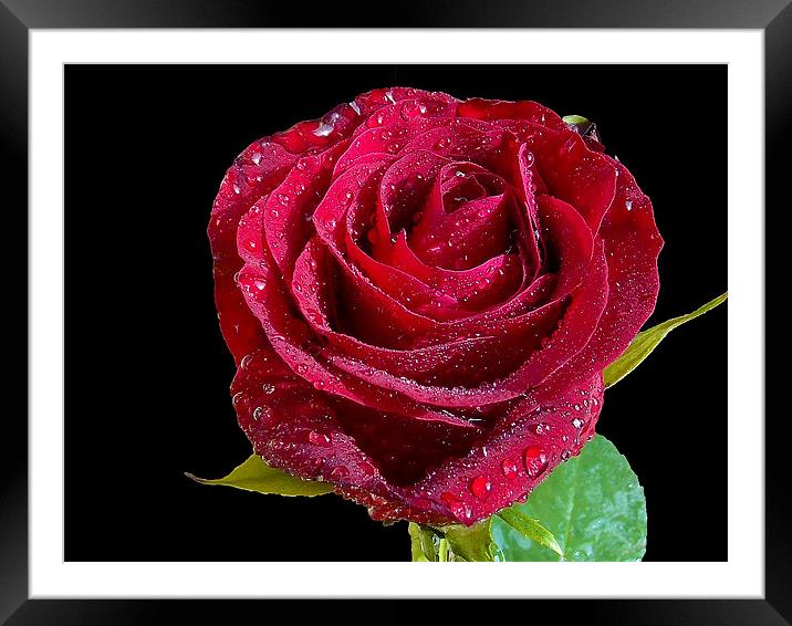 854-red rose Framed Mounted Print by elvira ladocki