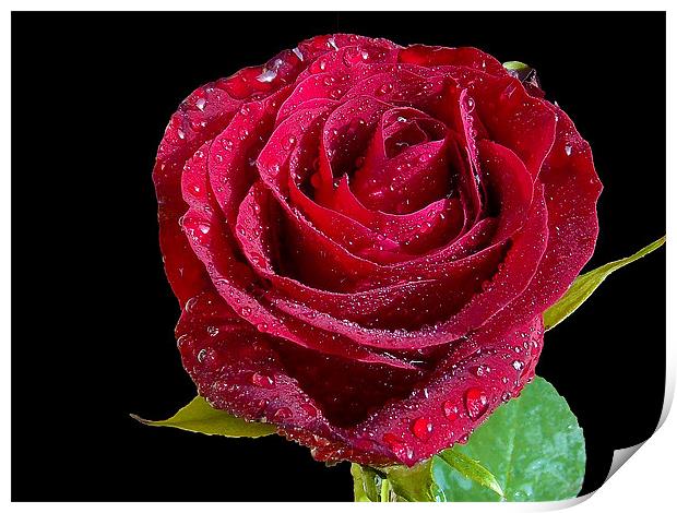 854-red rose Print by elvira ladocki