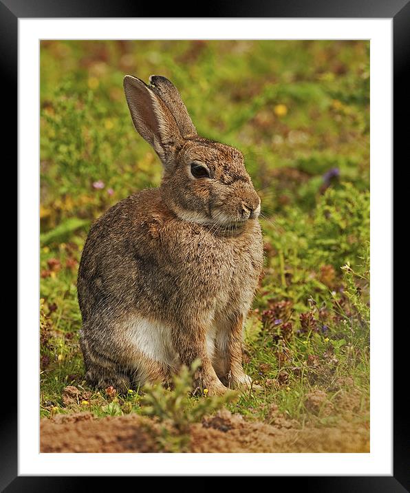 Brown Hare Framed Mounted Print by Paul Scoullar