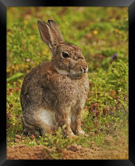 Brown Hare Framed Print by Paul Scoullar