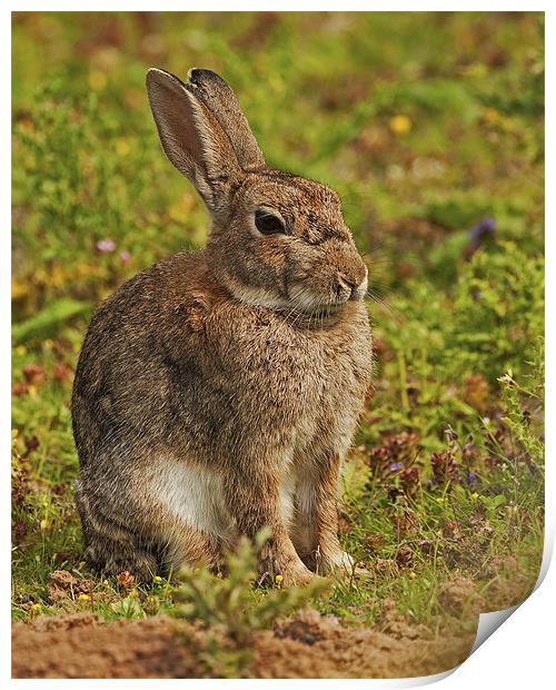 Brown Hare Print by Paul Scoullar