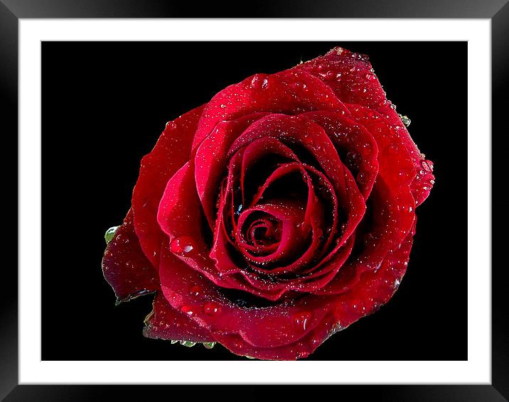 865-red rose Framed Mounted Print by elvira ladocki