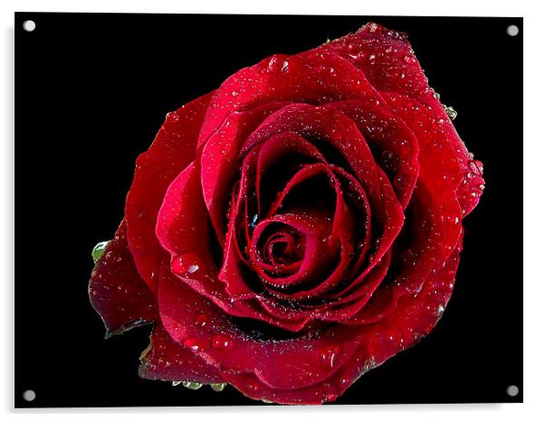 865-red rose Acrylic by elvira ladocki