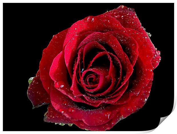 865-red rose Print by elvira ladocki