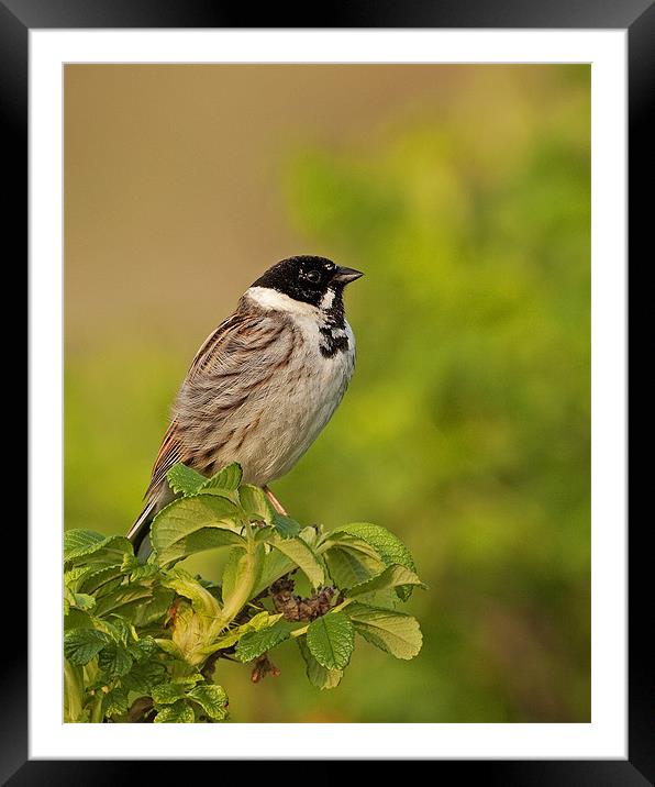 Reed Bunting Framed Mounted Print by Paul Scoullar