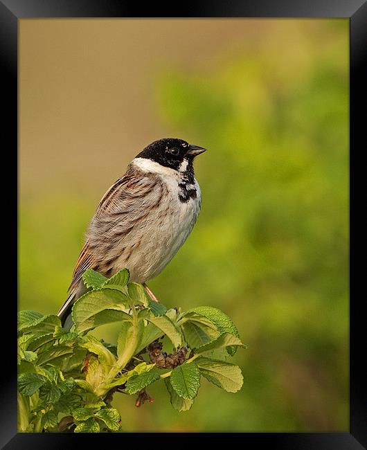 Reed Bunting Framed Print by Paul Scoullar
