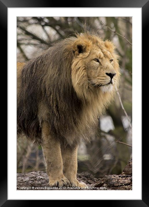 Lion Guard Framed Mounted Print by J Biggadike