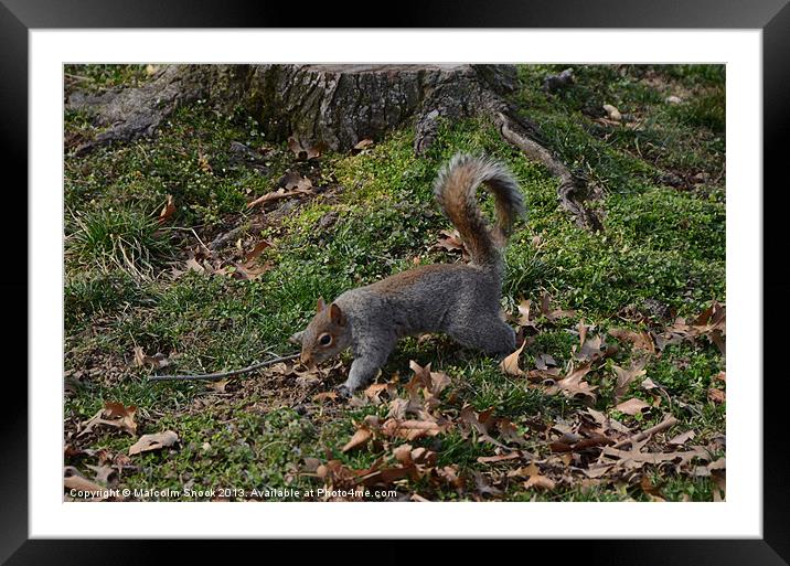 Squirrel On The Forest Floor Framed Mounted Print by Malcolm Snook