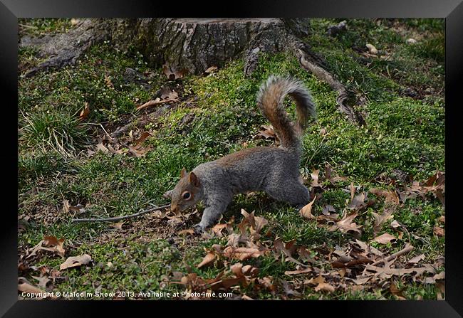 Squirrel On The Forest Floor Framed Print by Malcolm Snook