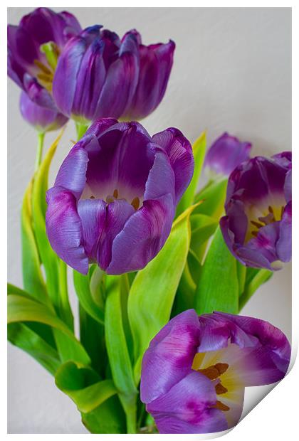 Tulips Print by Dave Wilkinson North Devon Ph