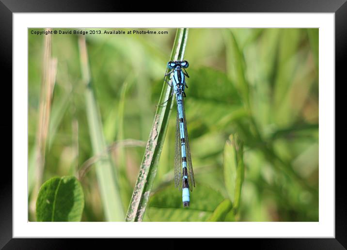 Blue Dragonfly Framed Mounted Print by David Bridge