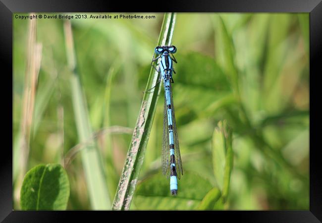 Blue Dragonfly Framed Print by David Bridge